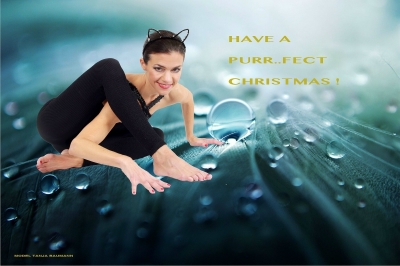Wishing you all a Purr..fect Christmas and a magical 2014!